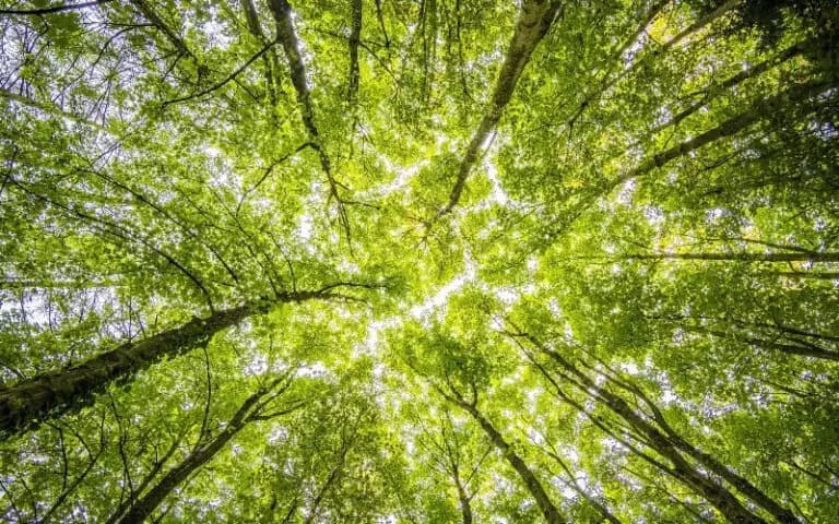 How the Outdoors Can Benefit Your Recovery Journey