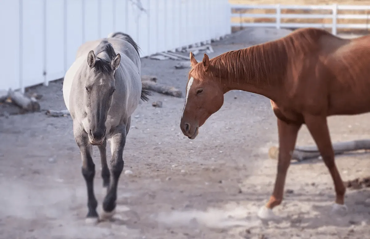 The Renaissance Ranch recovery community
